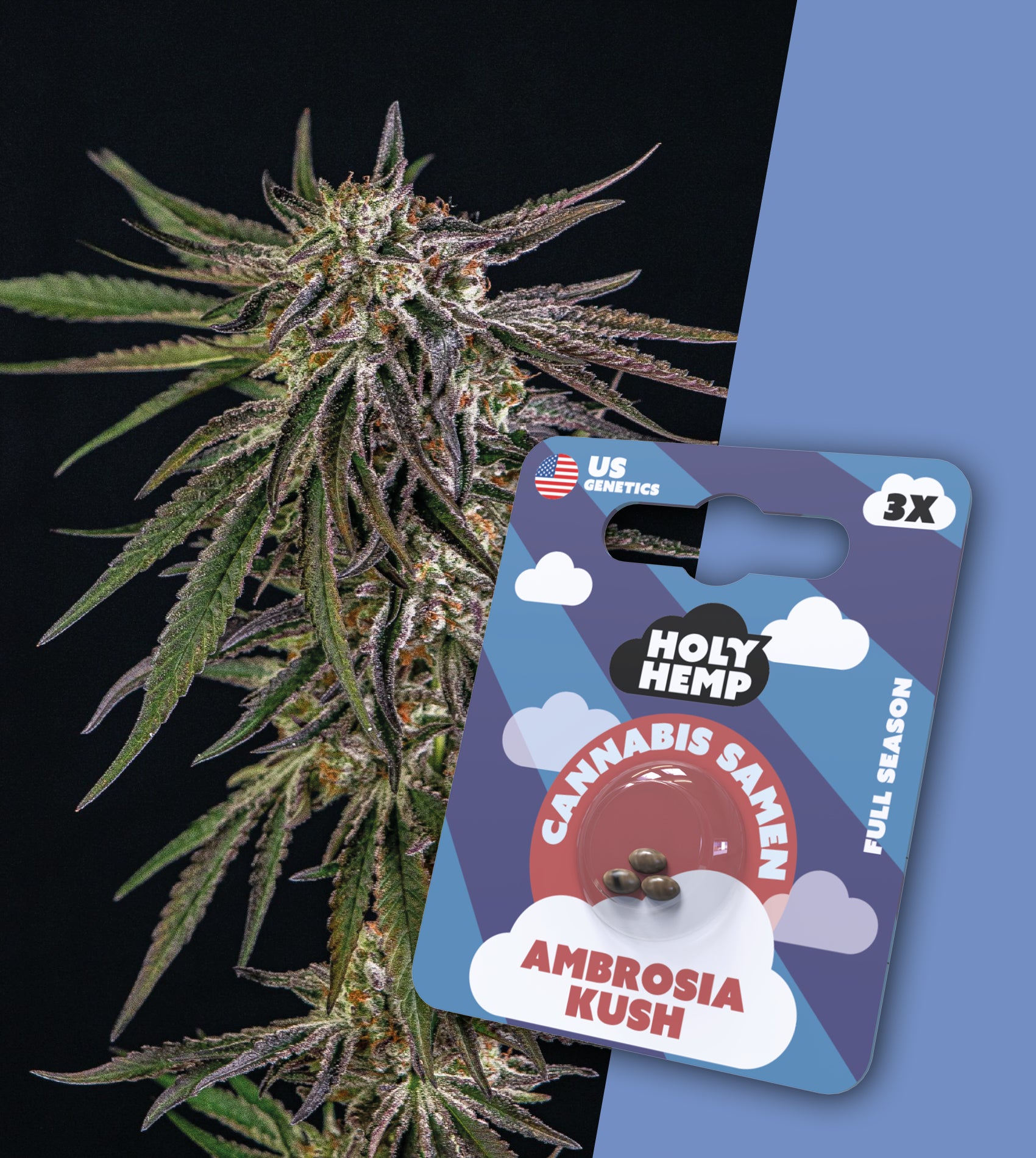 Cannabissamen Holy Hemp US Ambrosia Kush