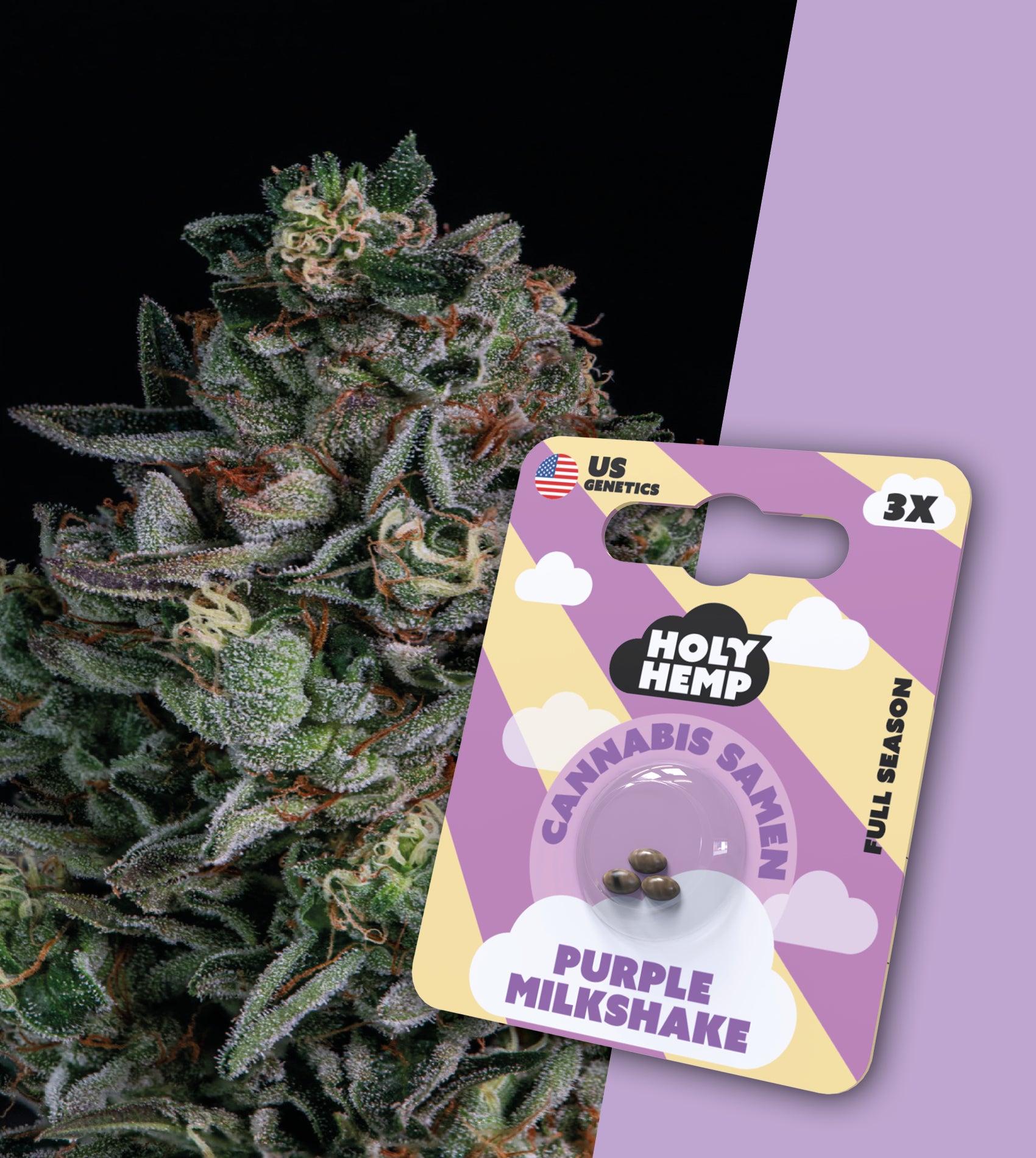 Cannabissamen Holy Hemp US Purple Milkshake